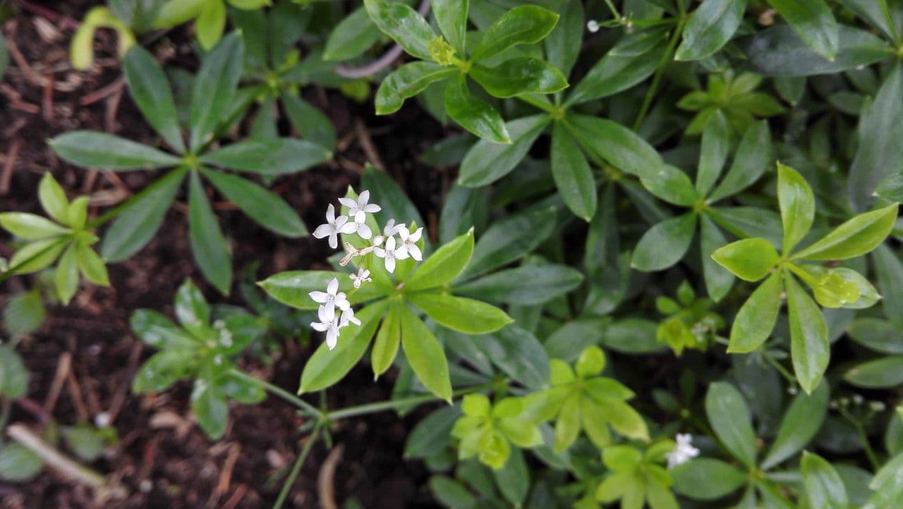Stellina odorosa 11