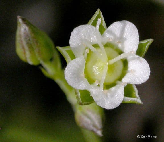 Moehringia macrophylla 4