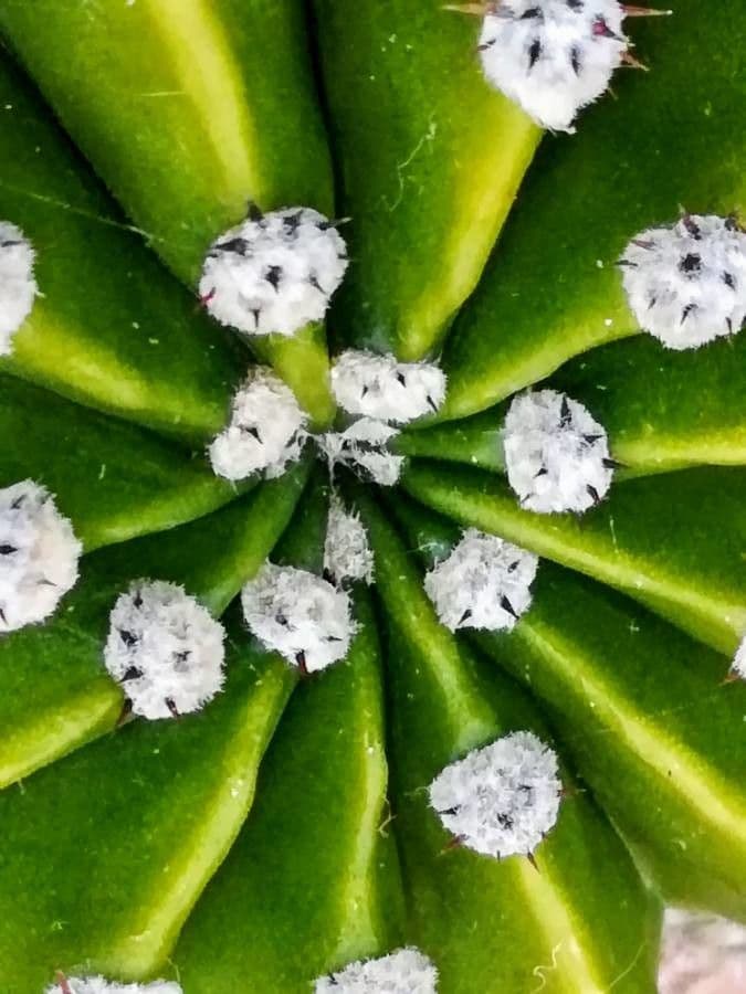 Echinopsis 21