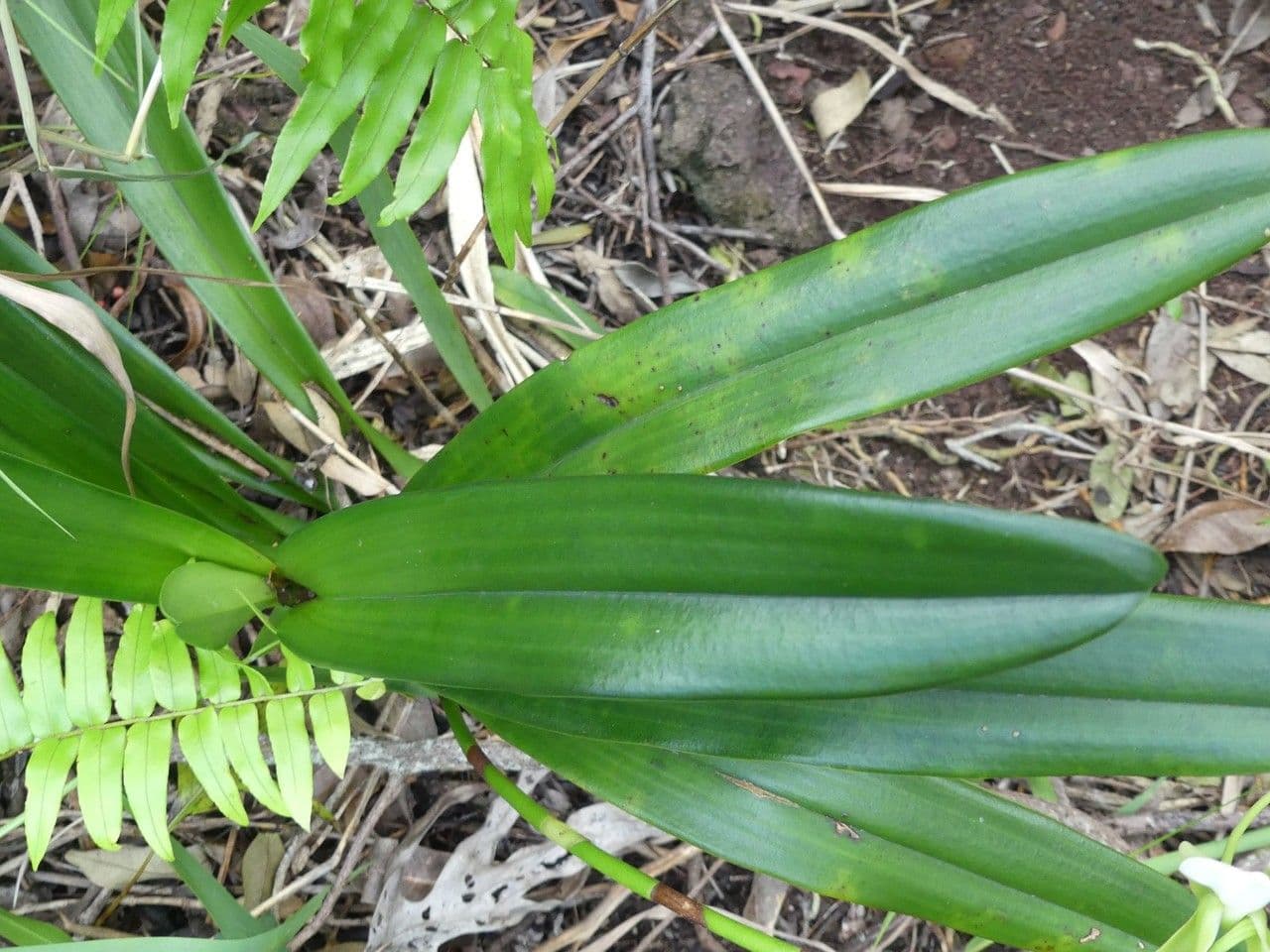 Angraecum eburneum 17