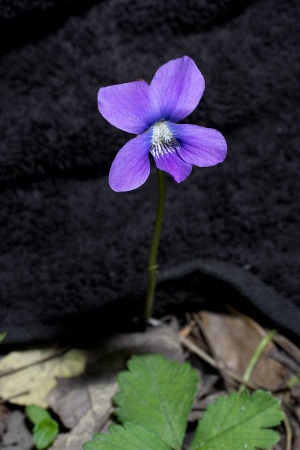 Viola americana 4