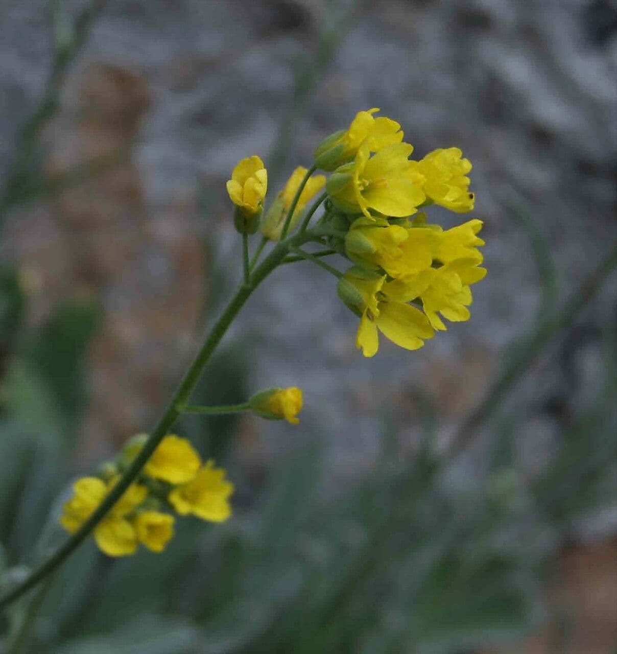 Aurinia 5