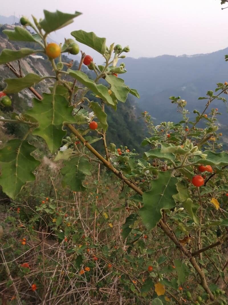 Solanum 17