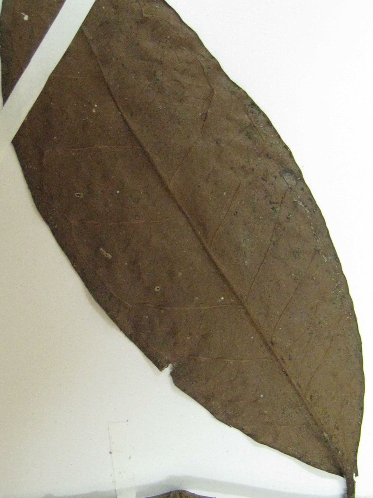 Eugenia 5
