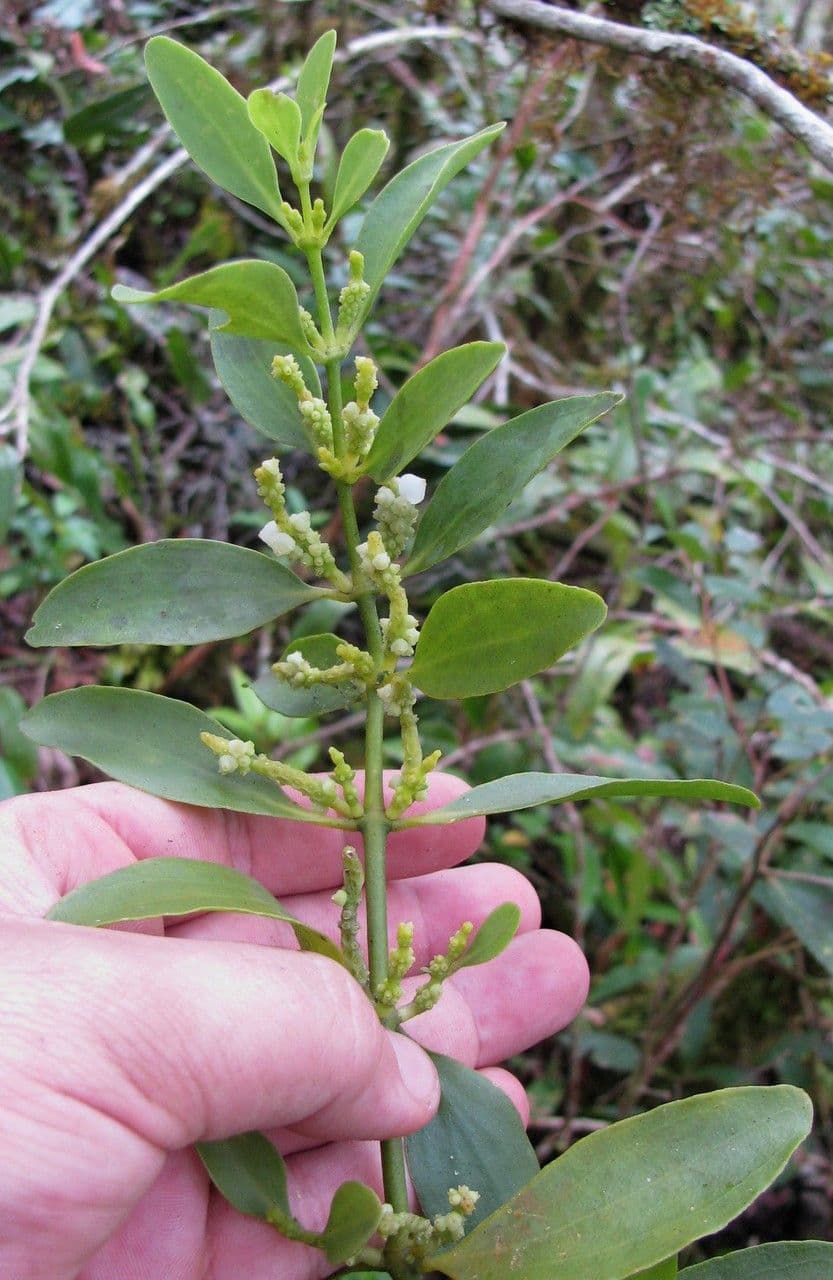 Dendrophthora 2