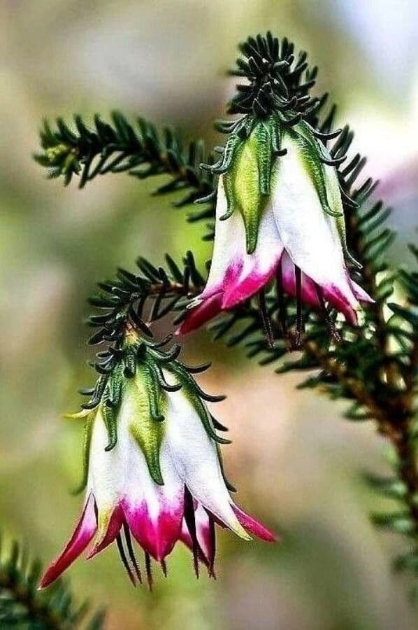 Darwinia 3