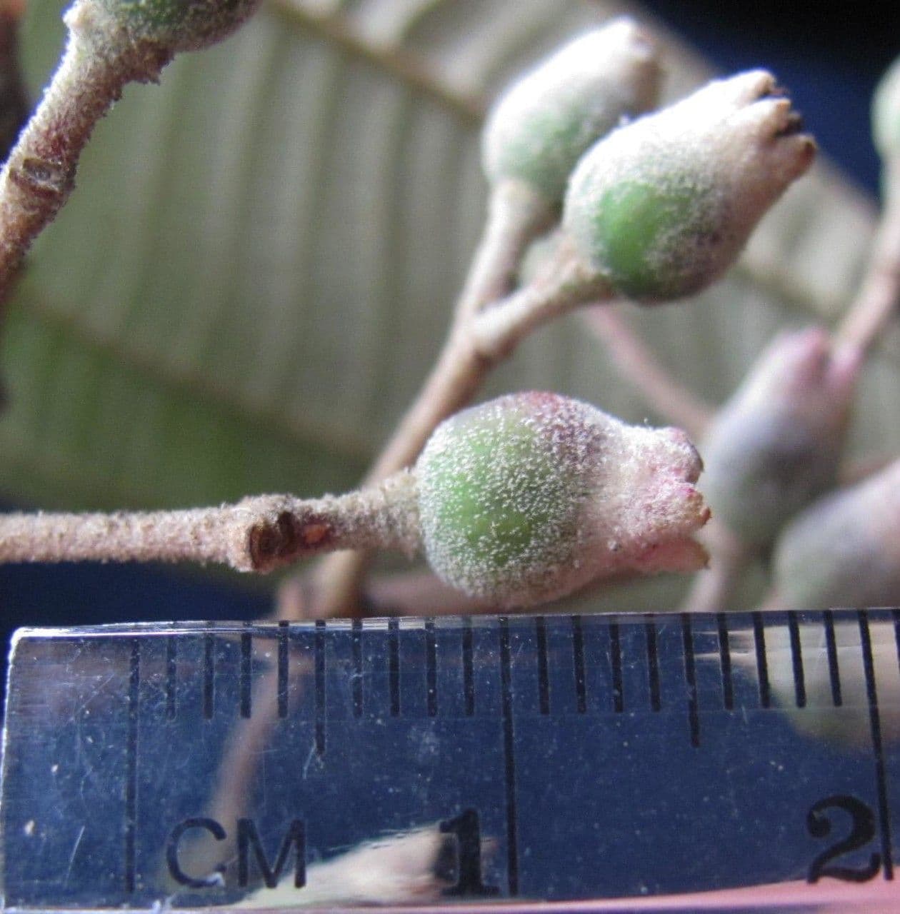 Miconia a dodici stami 10