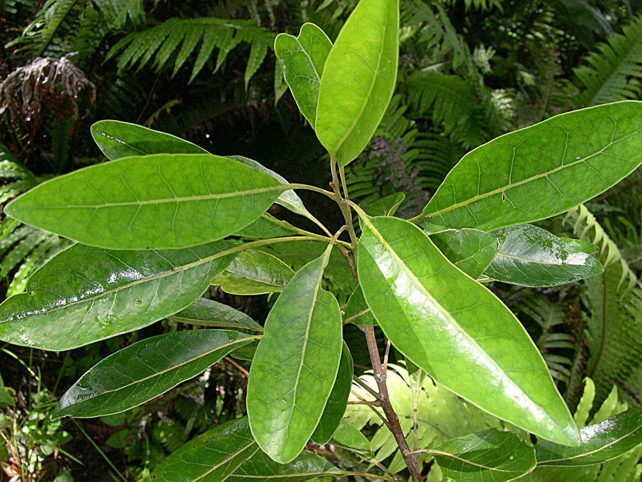 Sleumerodendron 10