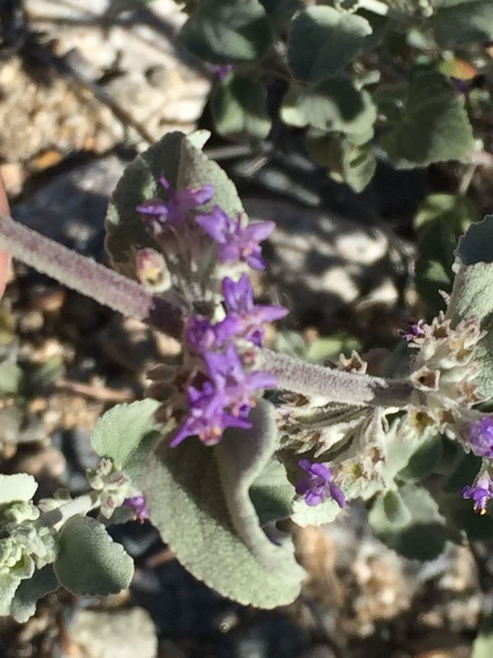 Lavanda del deserto 7