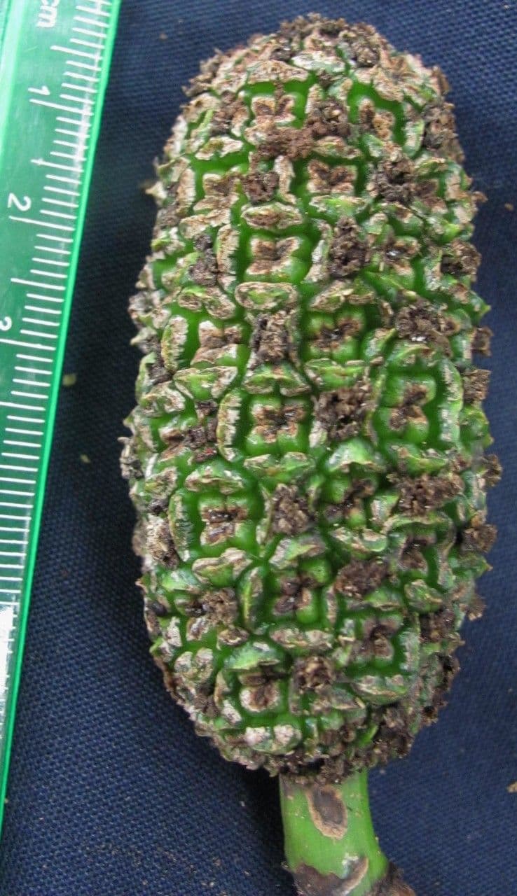 Asplundia