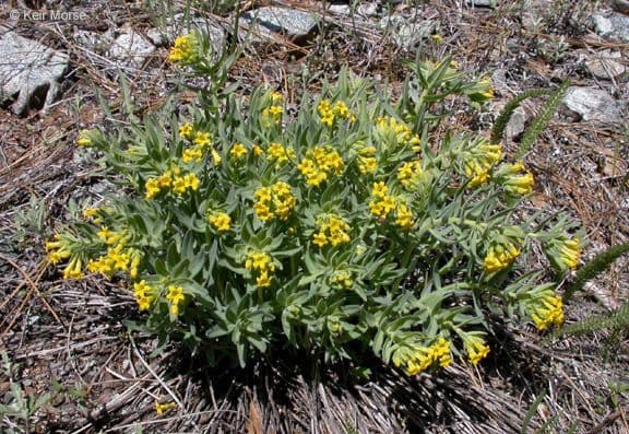 Lithospermum 5