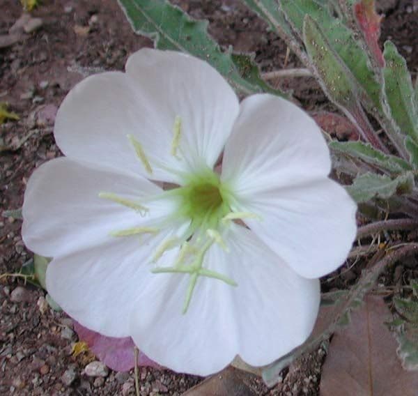 Enagra cespitosa