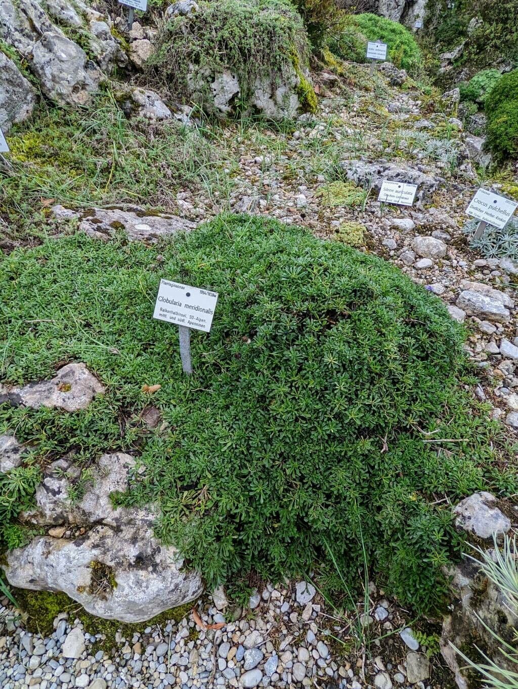 Globularia 11