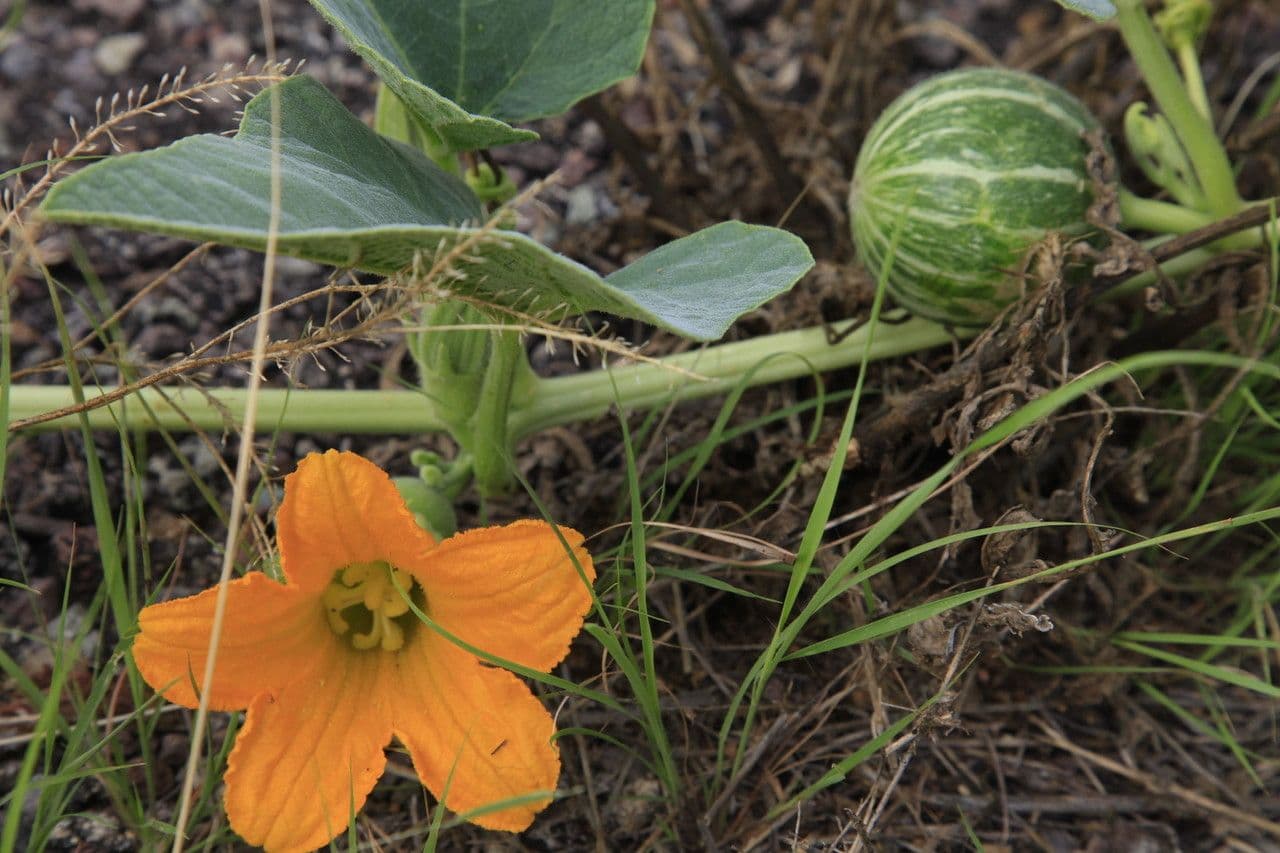 Zucca fetida 8