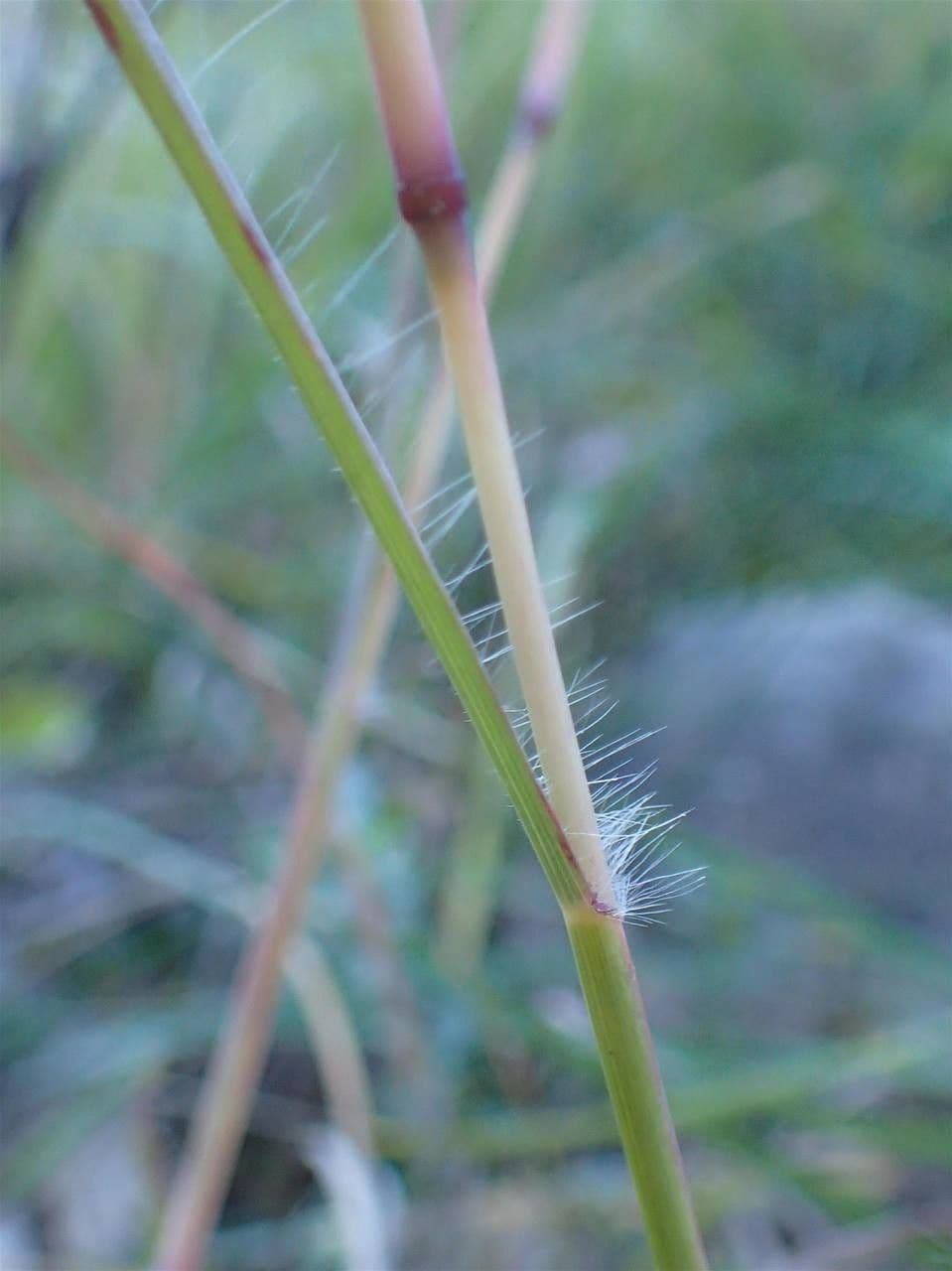 Gewöhnliches Bartgras 22