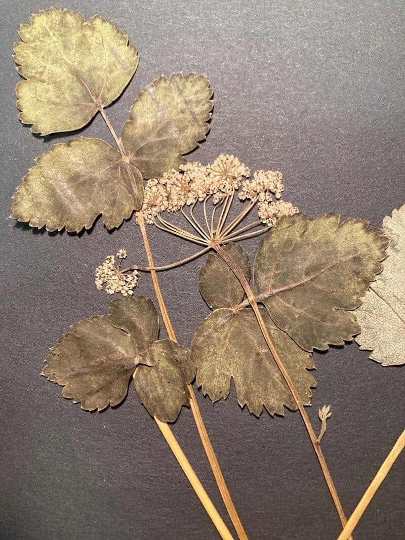 Thapsia Nestlerova 7