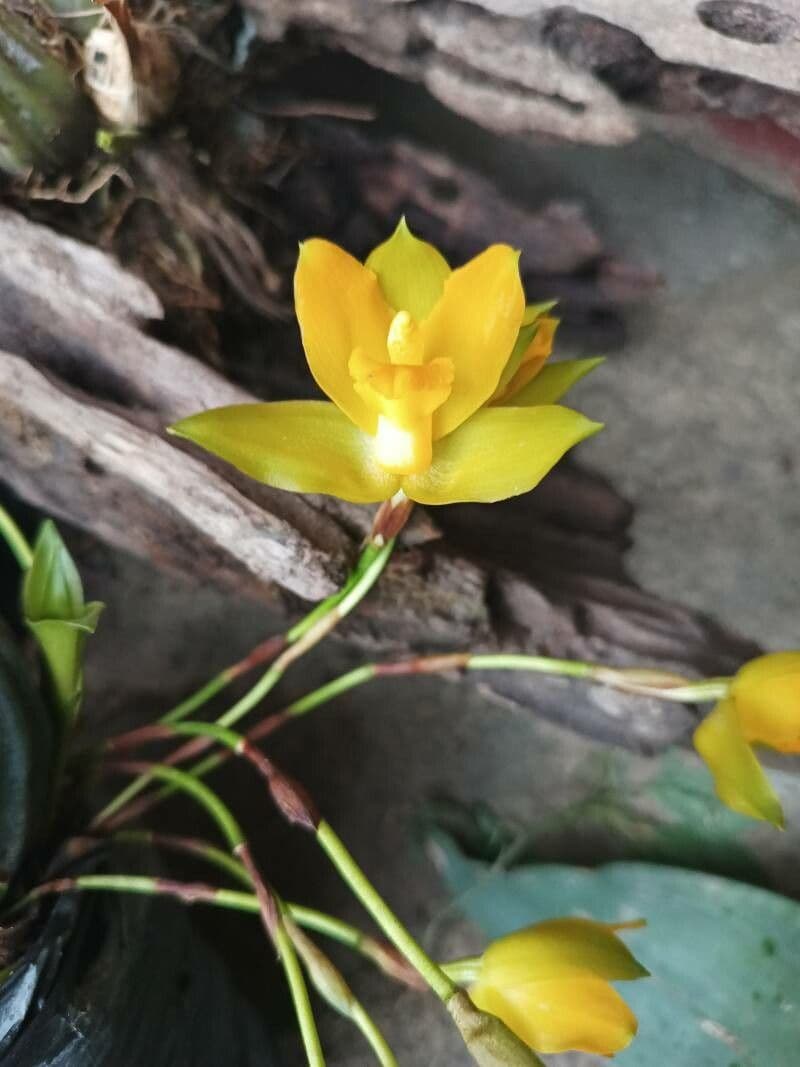 Lycaste