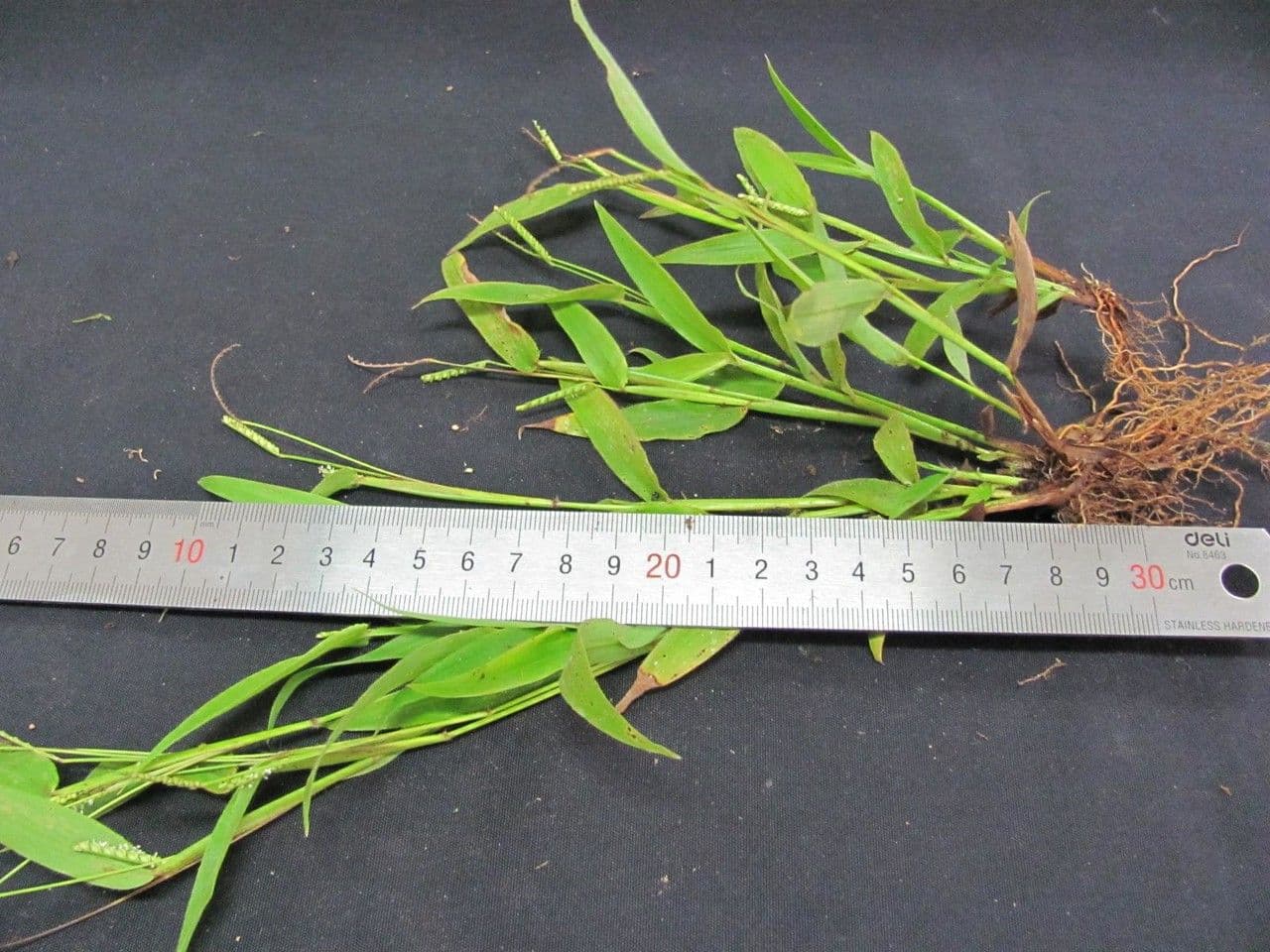 Decumbent crowngrass 10