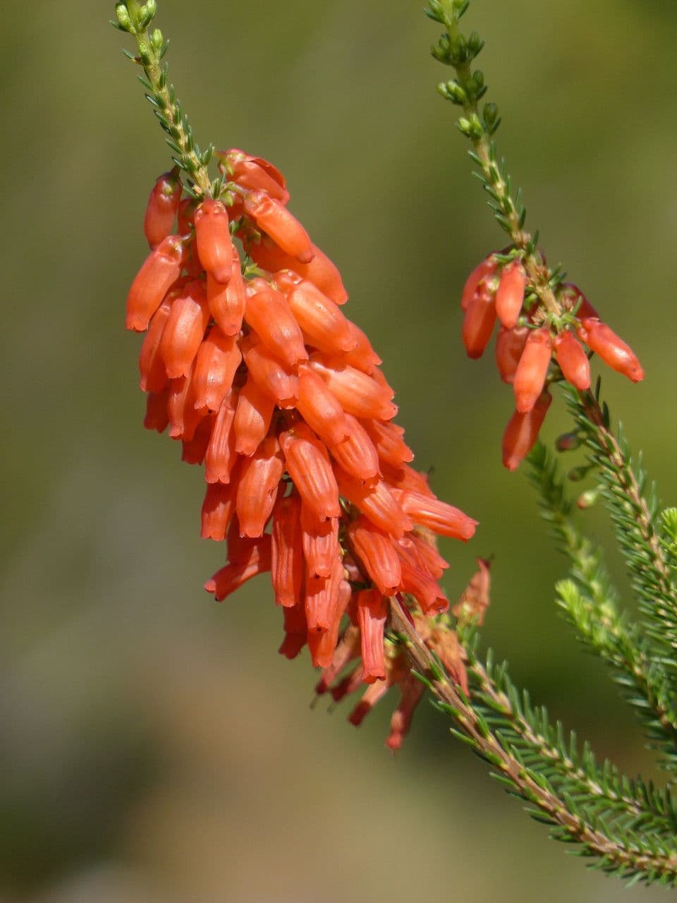 Erica mammosa 3