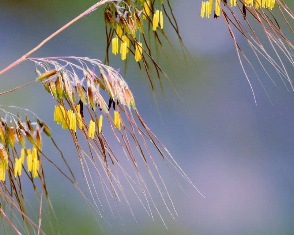 Sorghastrum 2