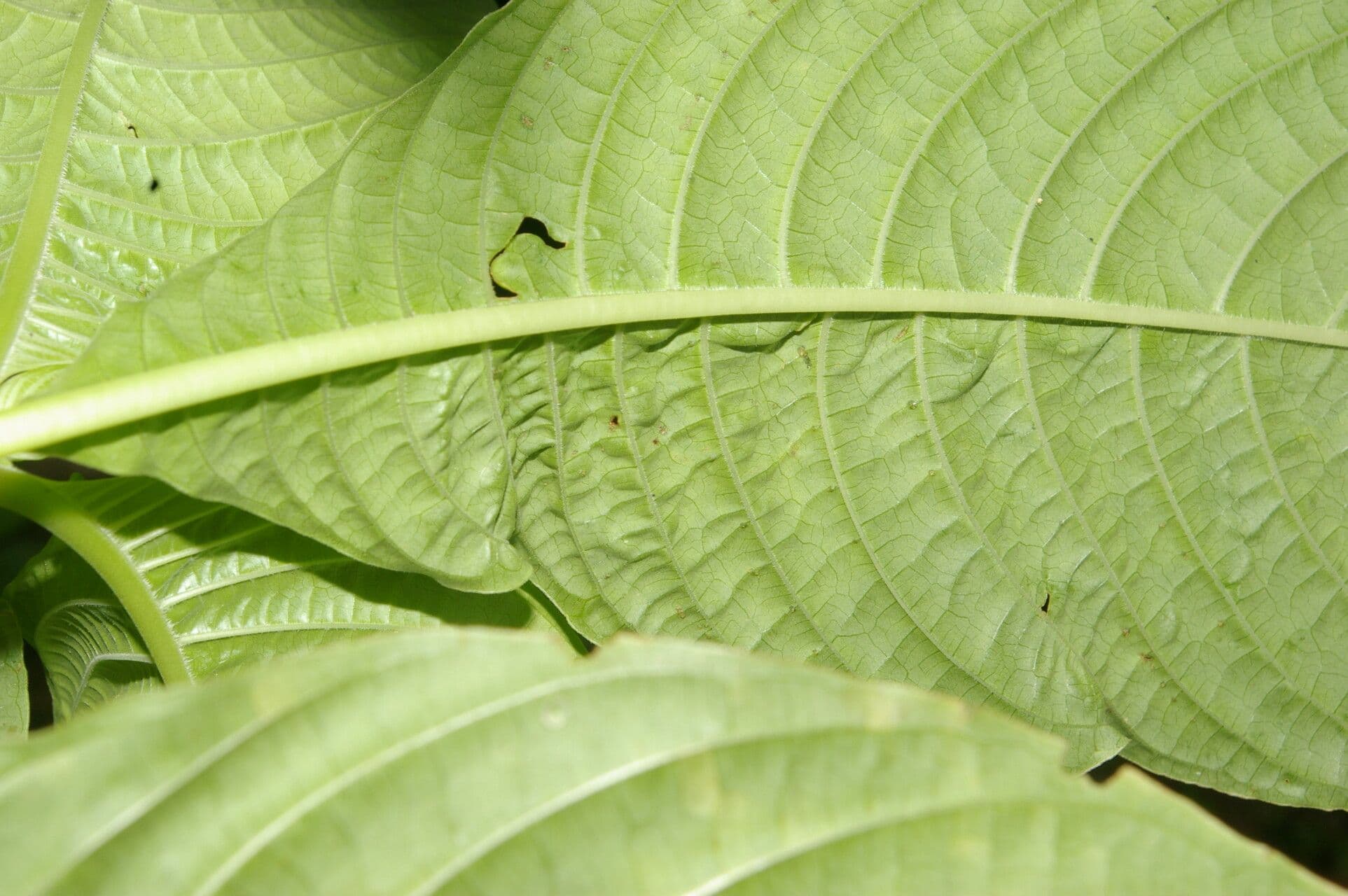 Palicourea 8