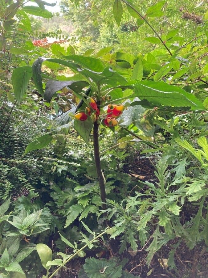 Impatiens 13
