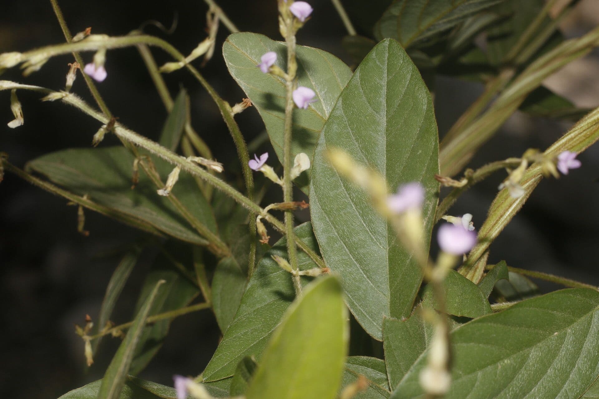 Teramnus uncinatus 4