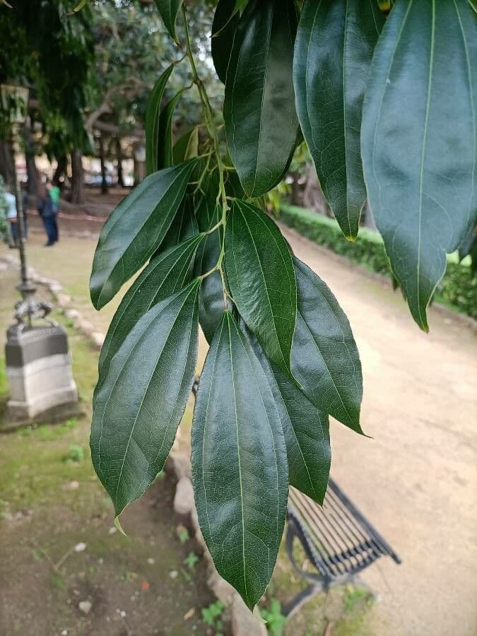 Cocculus 16