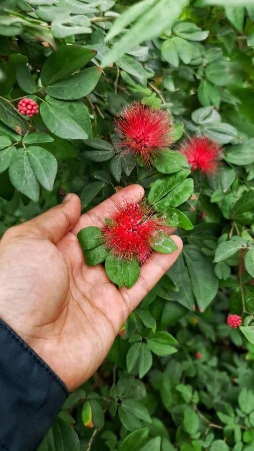 Calliandra 8