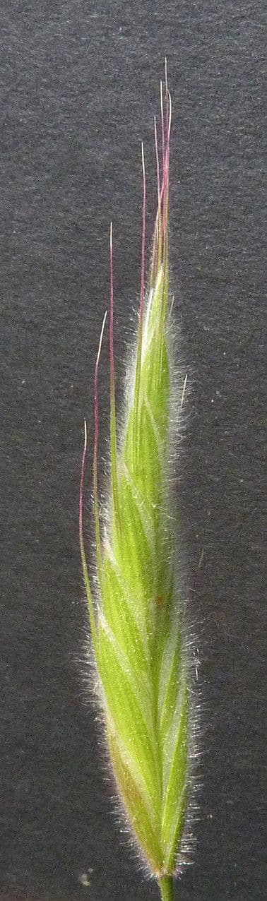 Brome lancéolé 26