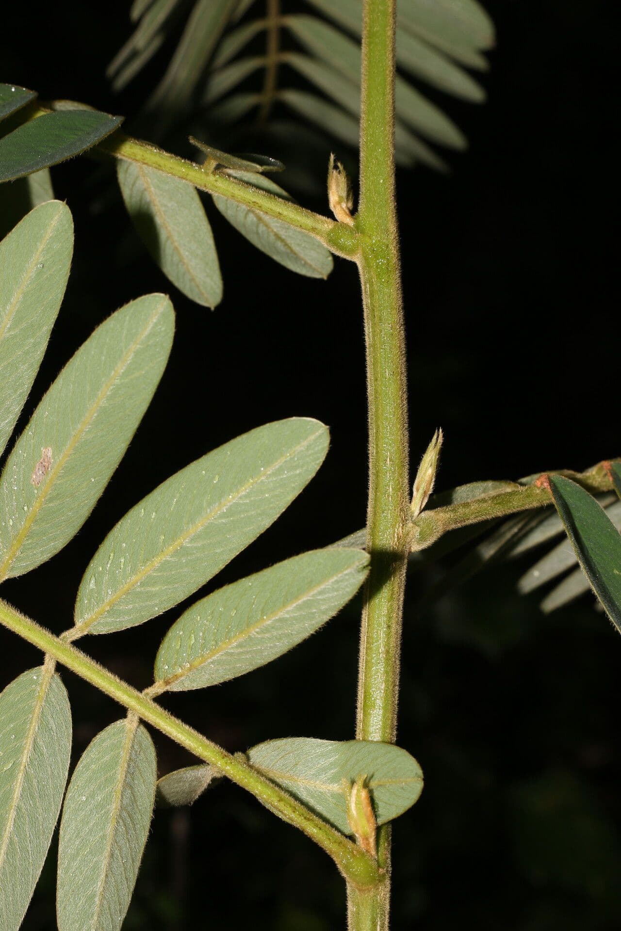 Tephrosia 3