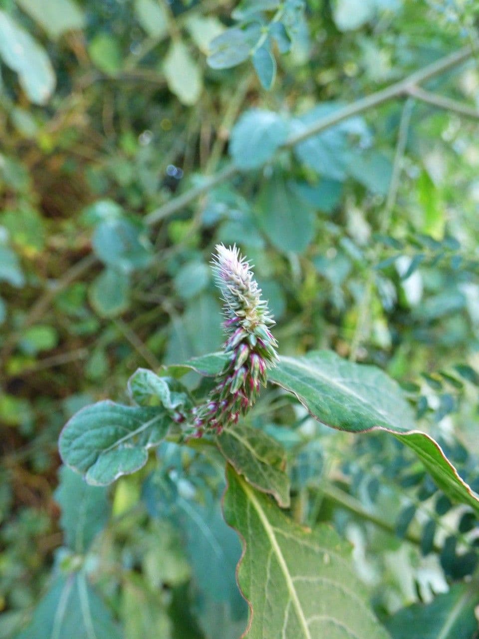 Achyranthes aspera 7