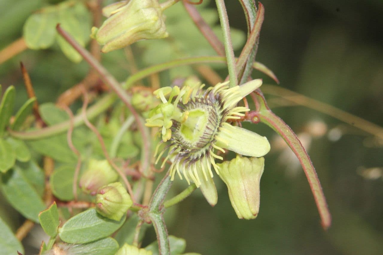 Passiflora