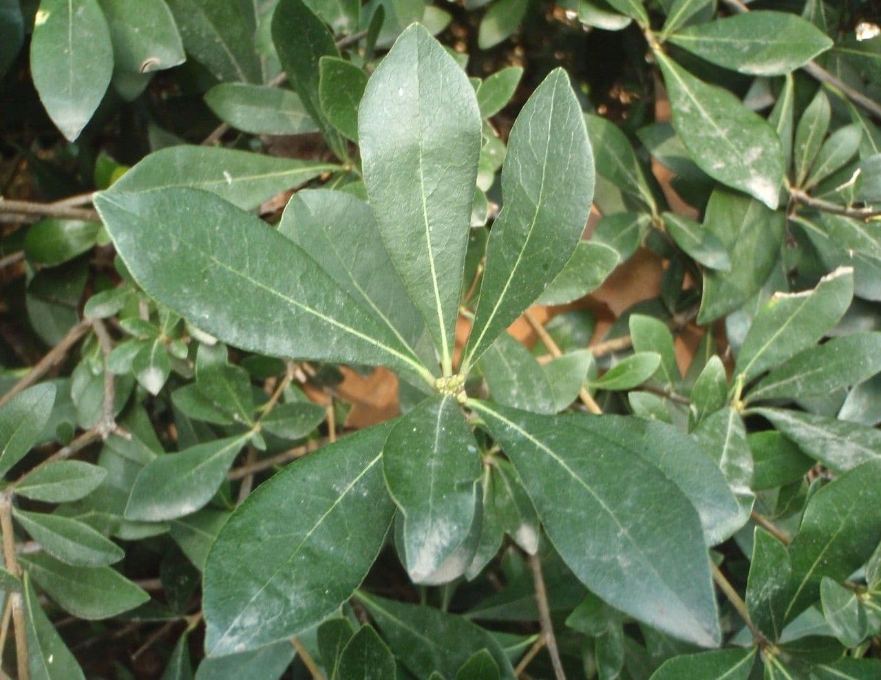 Pitosporum 14