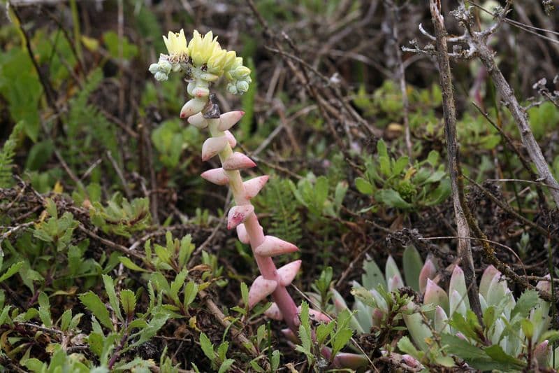 Dudleya di Greene 8
