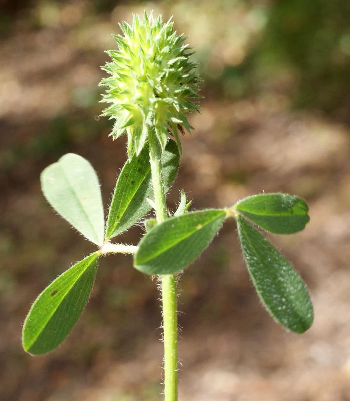 Trifoglio 7