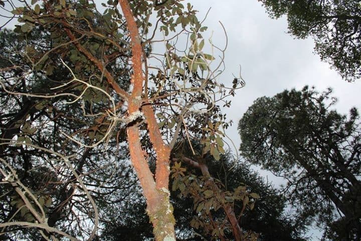 Arbutus xalapensis 12