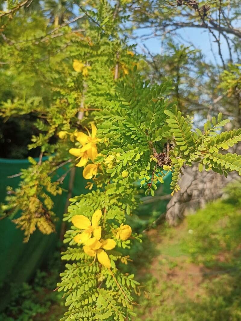 Acacia 4