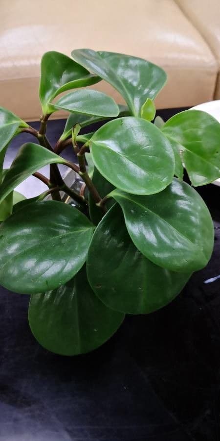 Peperomia 11