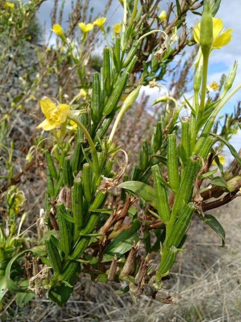 Enagra parviflora 2