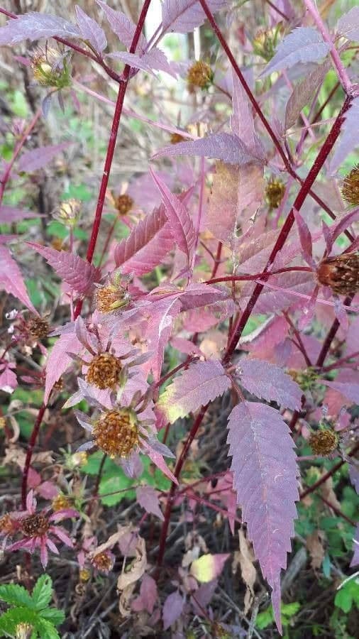 Bidens vulgata 20