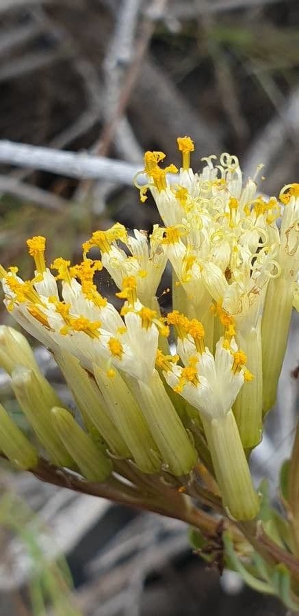 Kleinia 10