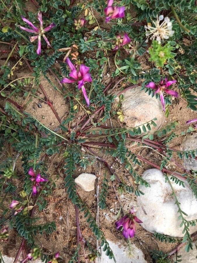 Silene 11