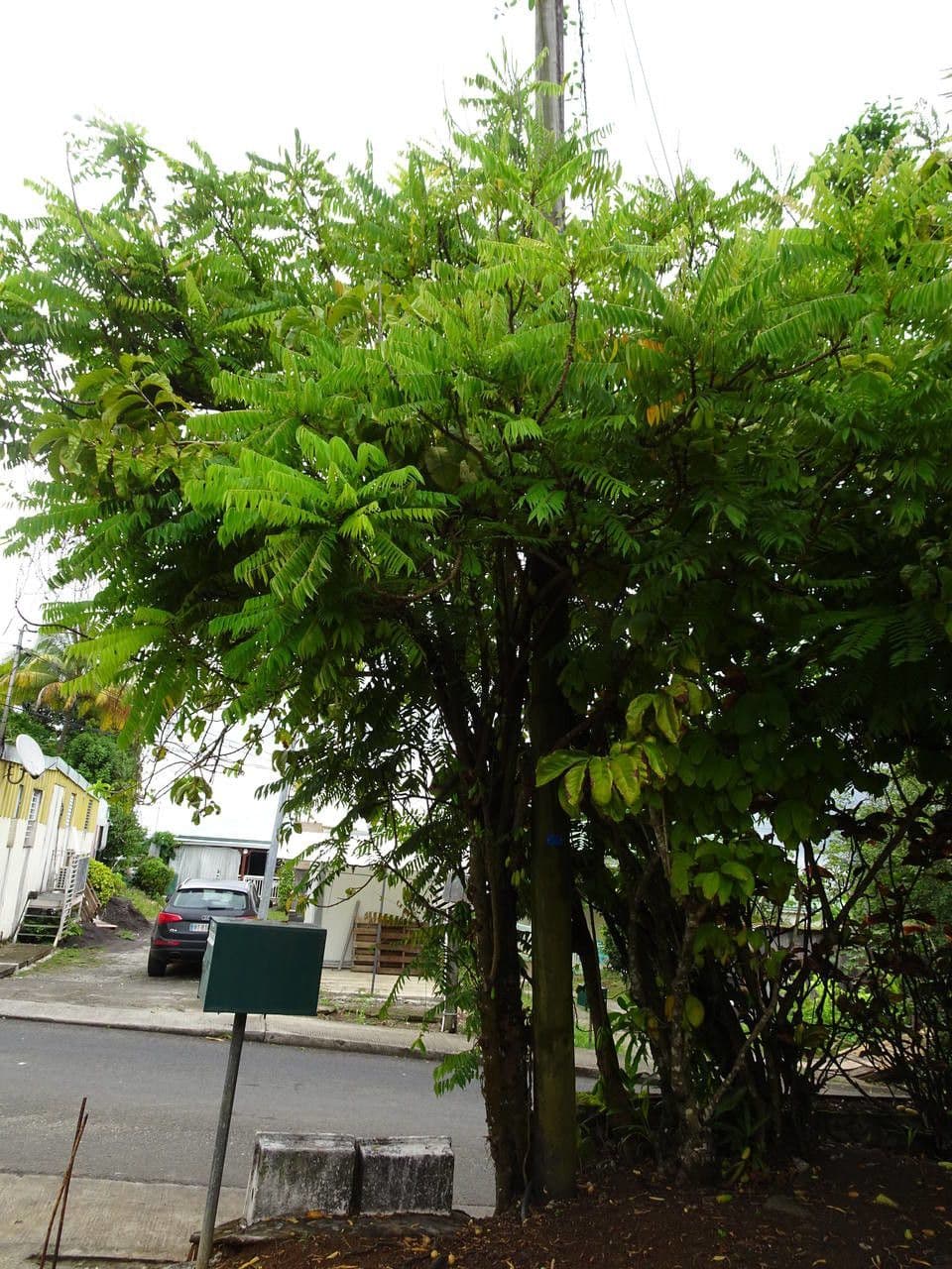 Bilimbi 11