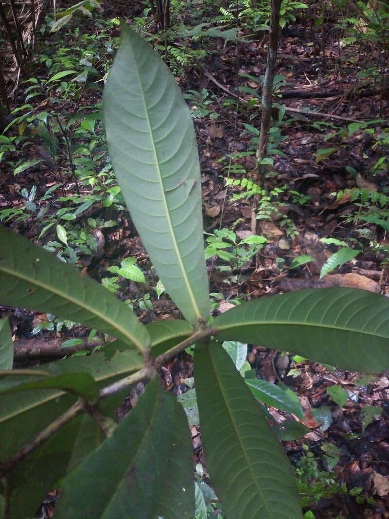 Ixora 6