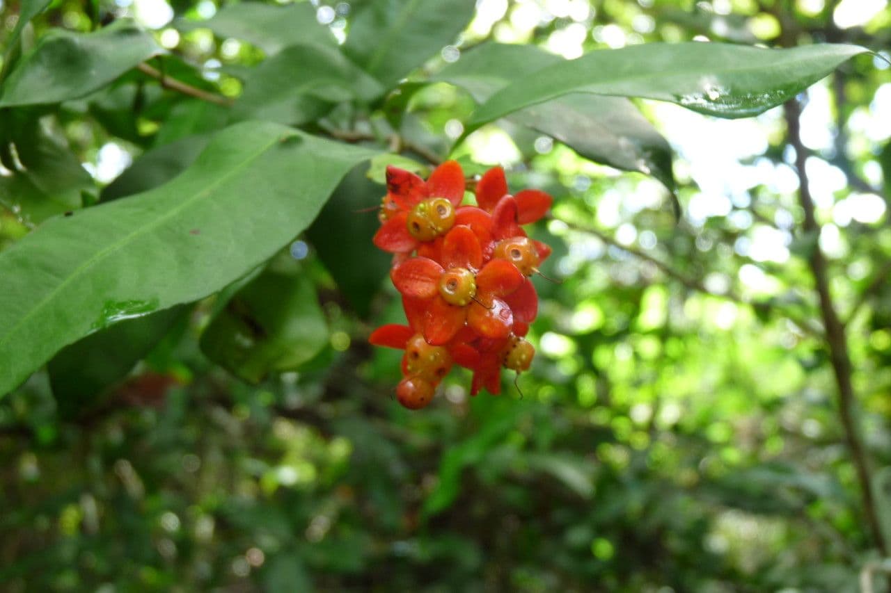 Ochna 2