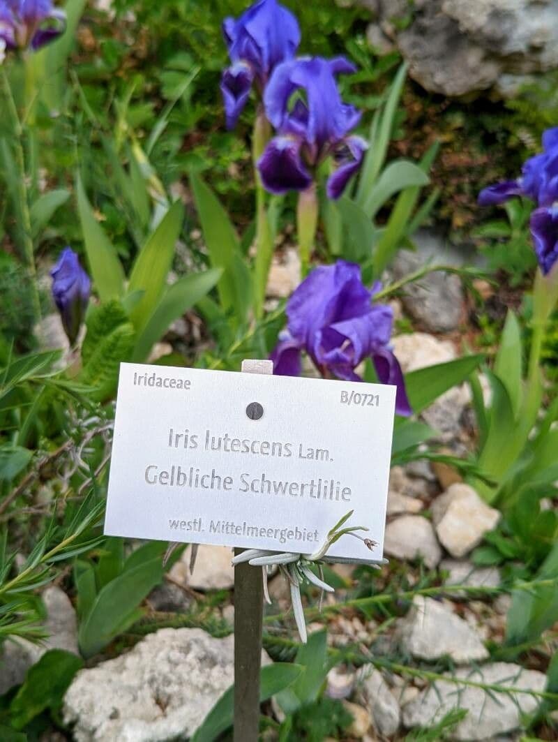 Iris lutescens 27