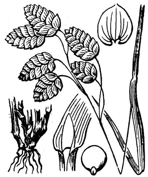 Sonaglini 30