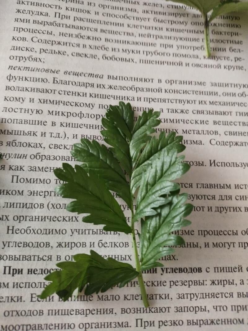 Mochna nízká 14