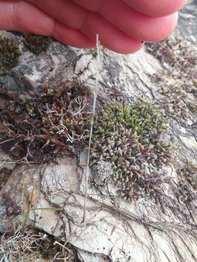 Festuca di Lachenal 2